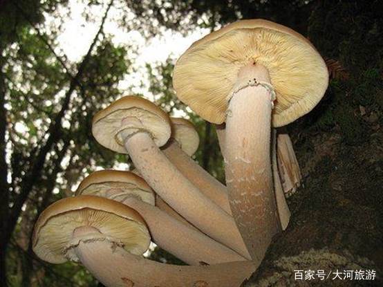 世界上最大的蘑菇,占地面积900万平方米,需要多久才能吃完