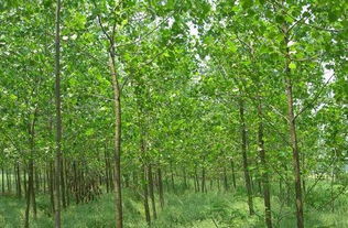 国家提倡种植杨树吗 
