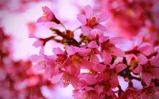 3月春天到,这里是洛阳最美桃花观赏地