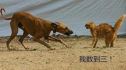看到狗子攻击小主人,橘猫挺身而出,用娇小的身体保护了小主人