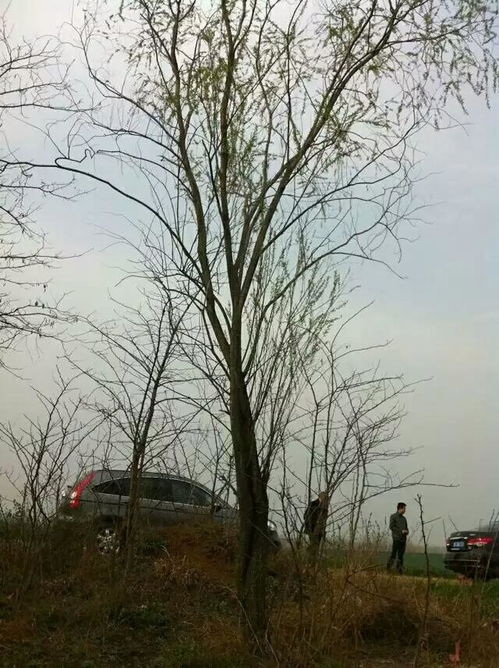 洪国珍 风水奥秘植物告诉你 树干变异,筋骨疼痛