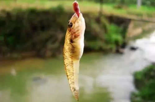此鱼名叫 爬地虎 头大鱼小,常趴在水底,肚子里没有多少东西