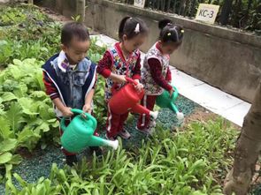 我的孩子在幼儿园学会了种菜 记博实乐食农教育特色课程