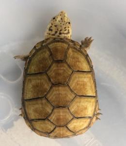 东方泥龟