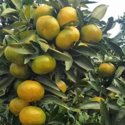 柑橘炭疽病用什么药最好,苯甲丙环唑在柑橘上的应用？