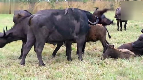 可怕,食草动物内讧,小牛犊被粗暴的野牛抛上半空,重重的摔倒在地 