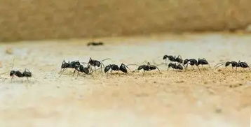 蚂蚁为什么不会迷路 