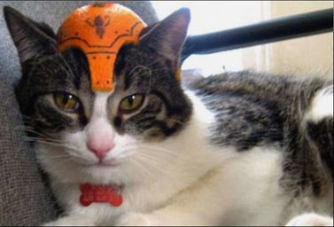 萌猫斗士超拉风的果皮头盔 