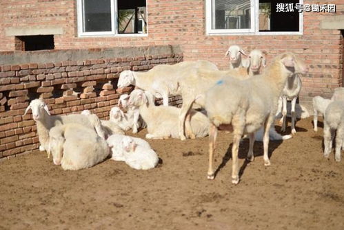 初春养羊没食欲,掉膘 3个问题解决到位,初春也能养出肥羊