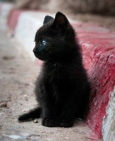 纯黑色的小猫都有什么品种呀 
