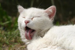 猫咪舌头上的倒刺方便了它的生活,却也有可能带来健康隐患