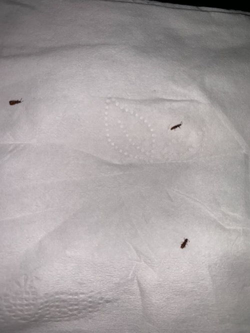 这是什么虫子 床上枕头上都有 