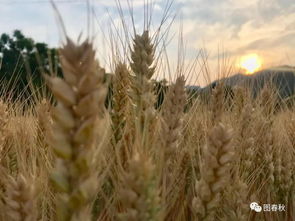 石峪村的麦收场景,风吹麦浪,汗落大地