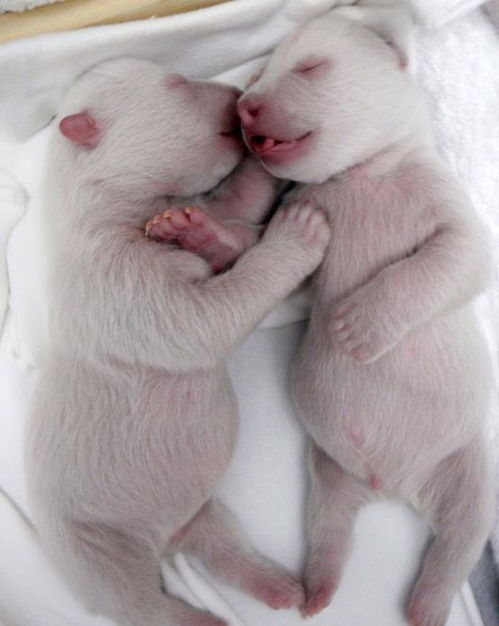 宠物 新生动物宝宝长啥样 18张图片告诉您,猪宝宝头比身体大