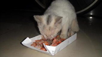 小猫出生后要多长时间,可以开始吃鱼 