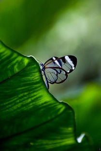 透明翅膀的蝴蝶 好想亲眼看看