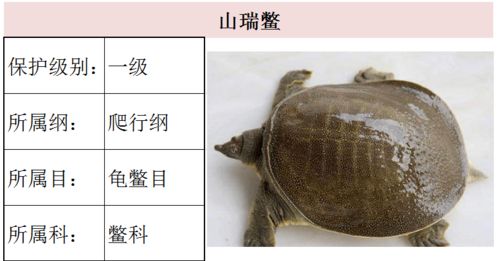 中国山瑞鳖非常罕见,最大长到30斤,为什么会在野外濒危