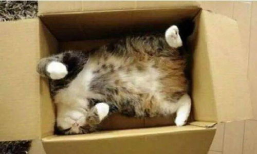 猫咪钻进快递箱,被主人误寄,这只猫咪能不吃不喝好几天还奇迹回归