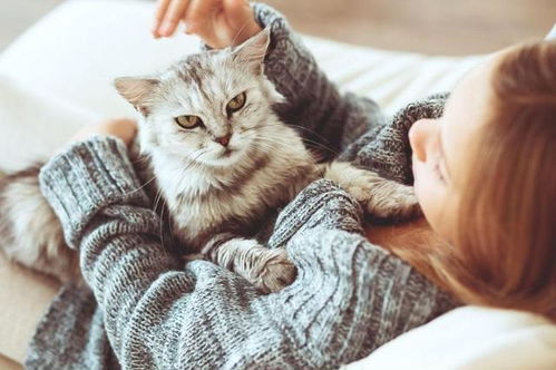 如何建立跟猫咪的亲密关系 铲屎官可以试试这8个办法
