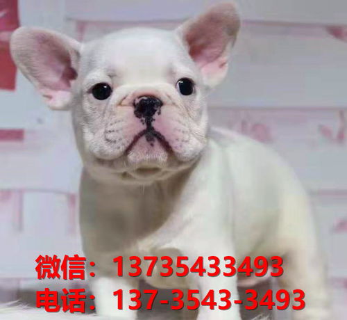 亳州宠物狗狗犬舍出售纯种法牛法牛幼犬卖狗地方在哪里有买狗市场