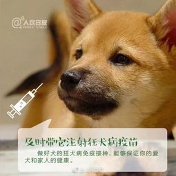 文明丹灶丨文明养犬,作为一名合格的 铲屎官 应具备哪些条件