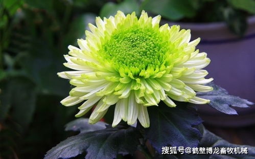 冬天怎么养护和修剪菊花 留根存芽,修剪别留手