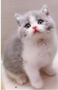 图 上海英短哪里买 英国短毛猫多少钱一只 上海宠物猫 