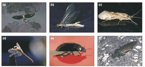 蜉蝣、石蝇、石蛾水质指标生物“三巨头”