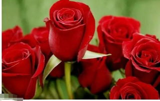 保加利亚玫瑰花语,什么玫瑰的花语是庆幸遇见？