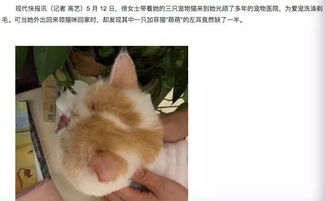 宠物美容师把猫耳朵剪掉了,速成班毕业的吗