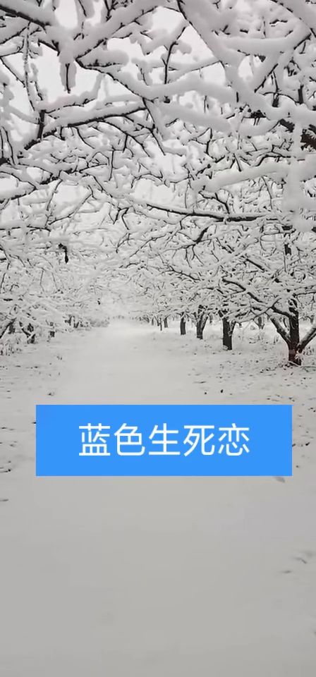 这场大雪给大地裹上一层厚厚的被子,像极了蓝色生死恋 