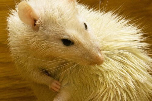 生肖命理 酉时出生的属鼠人,不同的性别分别有着怎样的命运呢