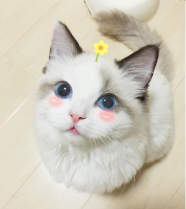 最新韩剧 今生是第一次 男主养的猫是什么品种