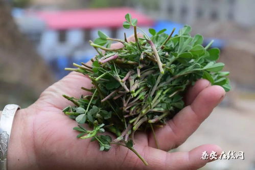 掐苜蓿,采野菜,匀桃花 最真实的秦安一角