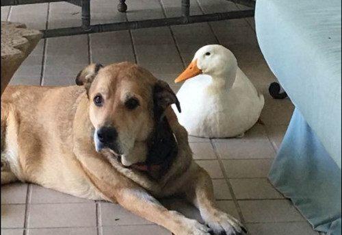 一只鸭子治愈了一只狗狗的抑郁症,成为了好朋友