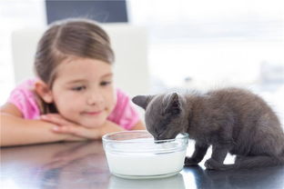 猫咪能喝人喝的奶粉么,一个月大的猫该怎么吃奶粉呢 