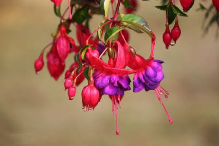 灯笼花养护要注意什么 