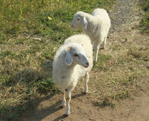 生肖羊 揭秘属羊的人婚姻与命运,年龄大了谁会相伴 属羊人必看 