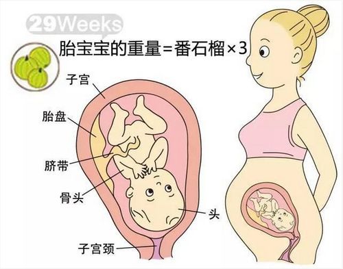 胎儿每周大小对比照,太形象了 