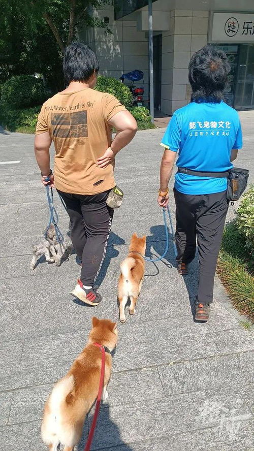 在家咬人,在外打架 最近杭州这群毛孩子异常暴躁,有家长花4000元 月的学费,把它们送进了 培训班 狗狗 宠物 宠物猫 宠物狗 小动物 网易订阅 