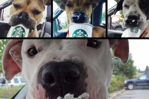 这只狗狗竟然爱上了喝咖啡,什么情况