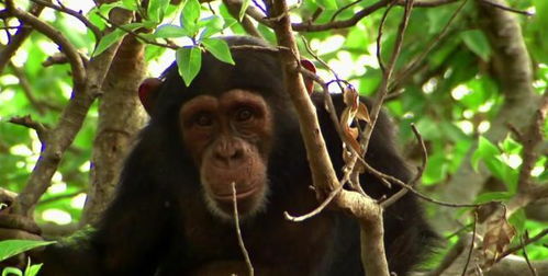 人类与类人猿之间存在近亲关系,类人猿为什么不能向人类方向进化