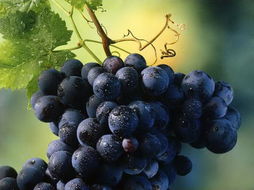 蓝莓葡萄的功效与作用,褐紫色的水果有哪些