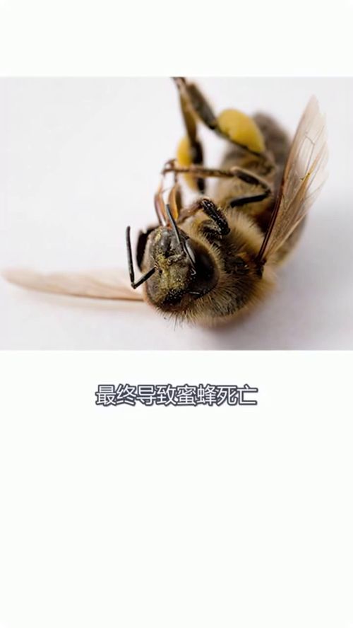 蜜蜂为什么蜇人后会死(蜜蜂为什么蜇人之后就会死掉)