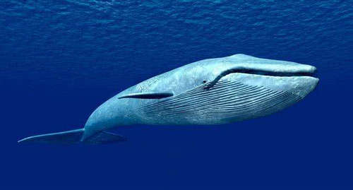 蓝鲸为什么能长这么大 蓝鲸存在于地球多少年了