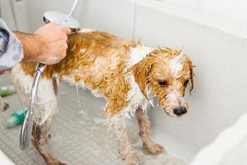 狗狗不爱洗澡,或是用户体验不好 4招让狗狗对洗澡重新 好评