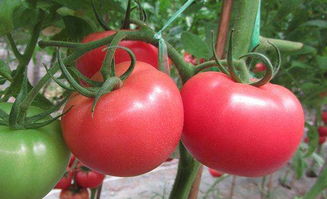 我国新型番茄种植模式及栽培技术你知道吗