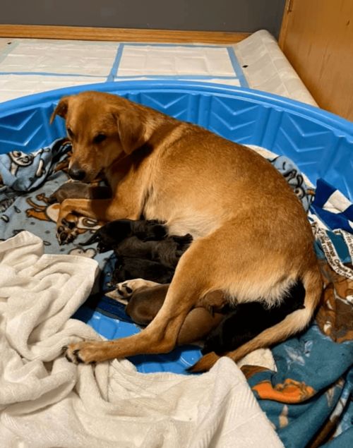丧子狗妈妈遇到10只孤儿狗宝宝,它做出了一个举动,让所有人泪目