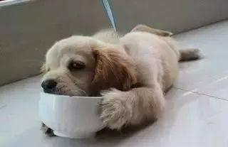狗狗吃了打虫药多久才可以吃东西呀 是不是早上空腹吃 可不可以喝水呀 