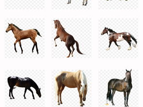 50款骏马赛马奔腾马八马图动物png素材图片 模板下载 90.59MB 动物大全 自然 